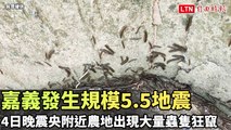 嘉義發生規模5.5地震 昨晚震央附近農地出現大量蟲隻狂竄(民眾提供)