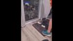 funny cats and dog compilation _cats and dogs funny fails _cats and dogs funniest videos #13