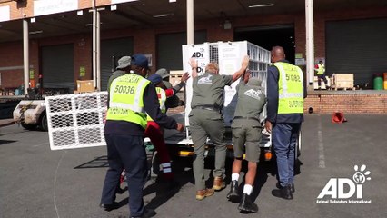 'World's loneliest lion' explores his new home at a South African wildlife sanctuary