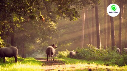 Nature's Symphony: Relaxing Nature Sounds and Birdsong