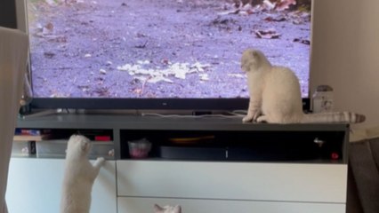 Meow-dorable kittens turn into hunters to catch the bird flying freely on TV screen