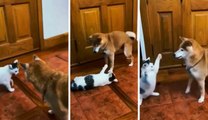 Hulvaton video: koira innostuu ja kissa rankaisee sitä voimakkaasti