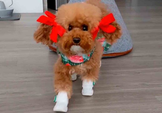 Hulvaton video: kun kuulee menevänsä kävelylle, pieni koira näyttää upealta