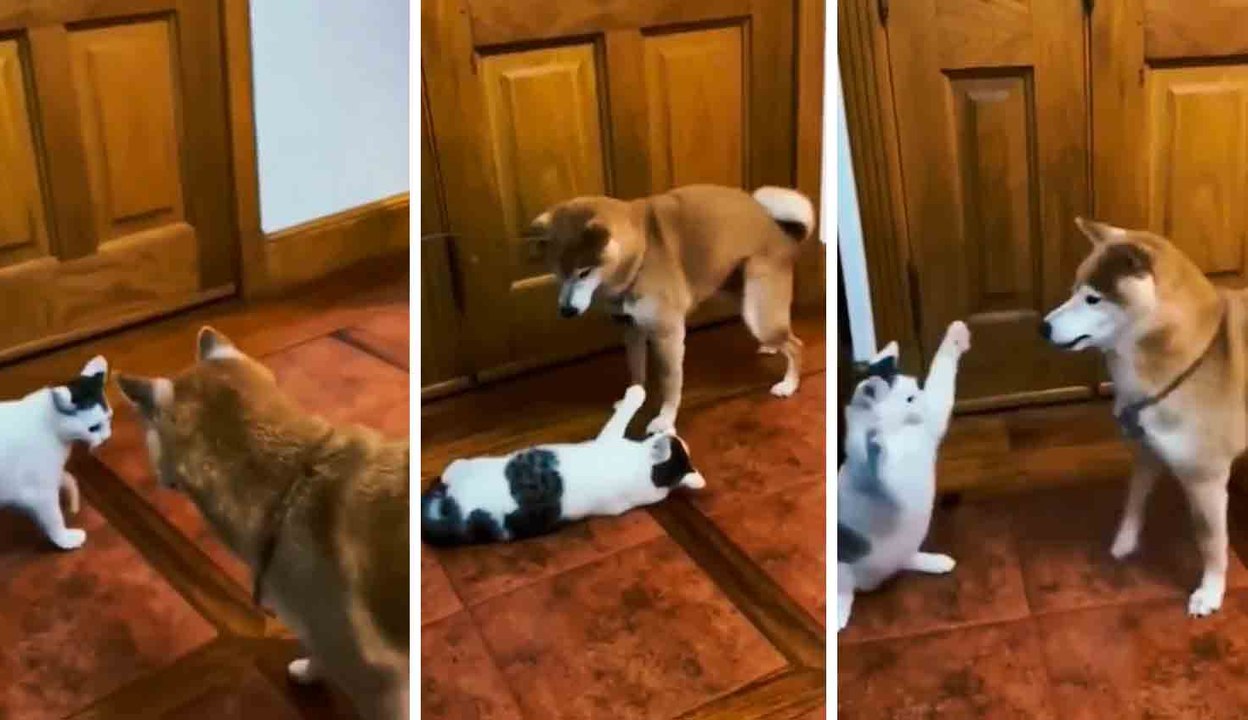Hilarische video: hond wordt opgewonden en wordt streng berispt door kat