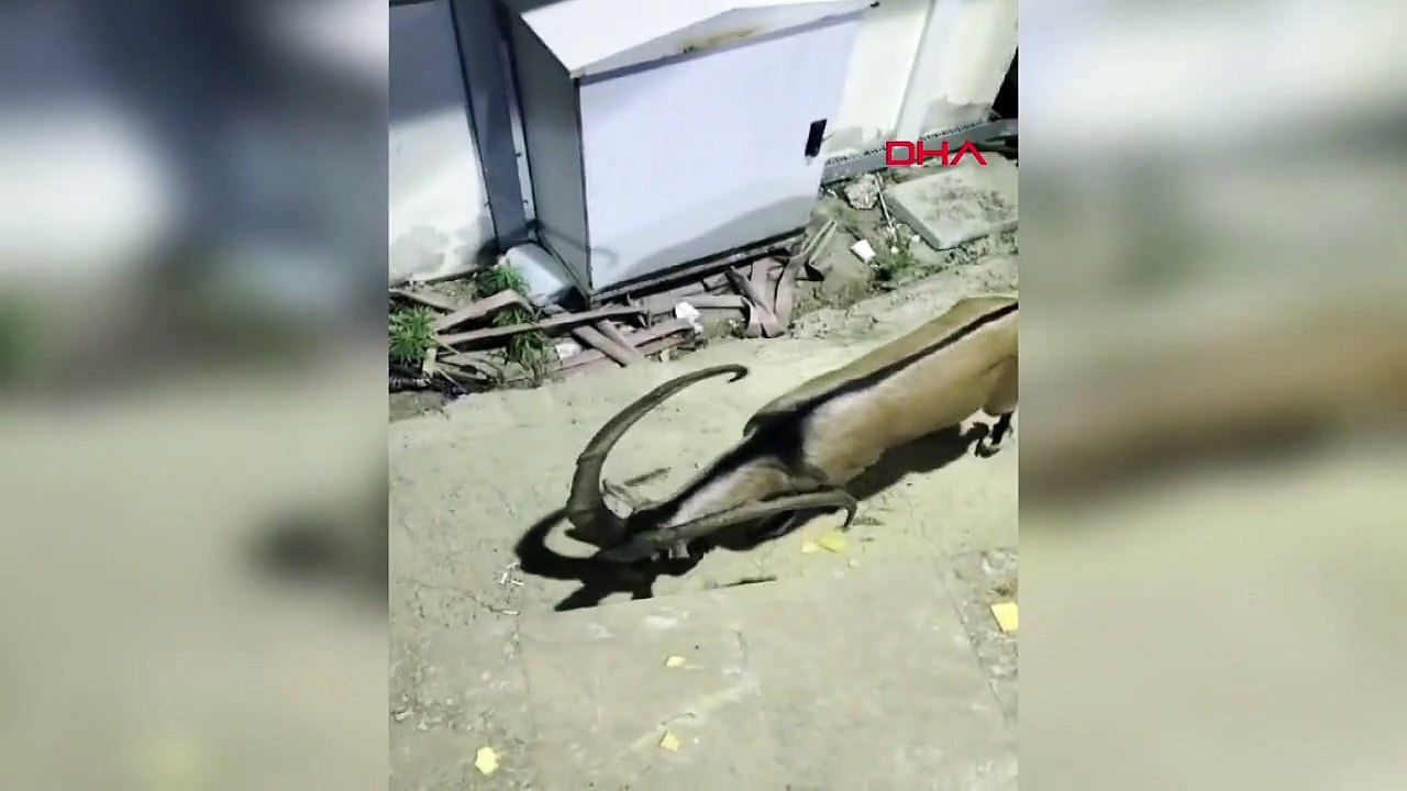 Yabani Dağ Keçisi Kırık Çeneyle Tedavi Altına Alındı