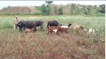 खरगोन: मानसून की बेरुखी के चलते किसानों की फसले खराब, मुआवजे की उठी मांग