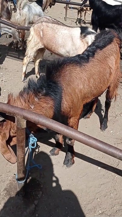 Kambing Jawa Randu Merah Jumbo Terbaik Buat Pejantan