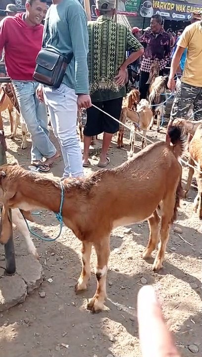 Kambing Jawa Randu Betina Di Harga Murah