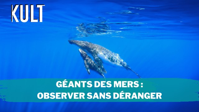 Géants des mers : Observer sans déranger
