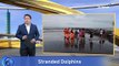 Bottlenose Dolphins Stranded on Tainan Beach