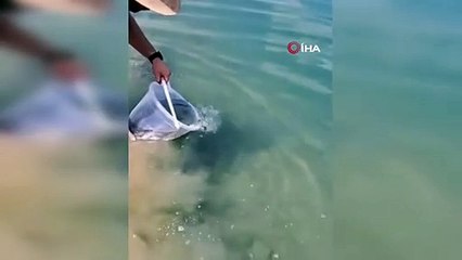 Kozan'da barajlara sazan yavruları bırakıldı