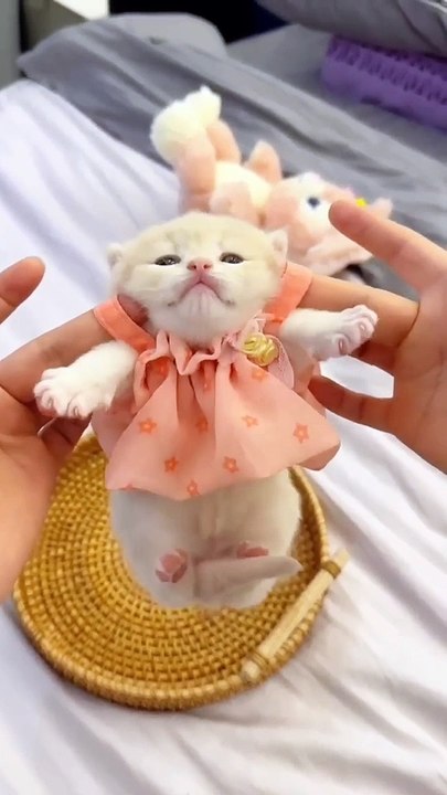 Funny cats moment