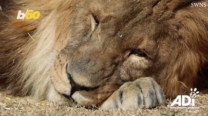 The Travel Diaries of the World’s Loneliest Lion