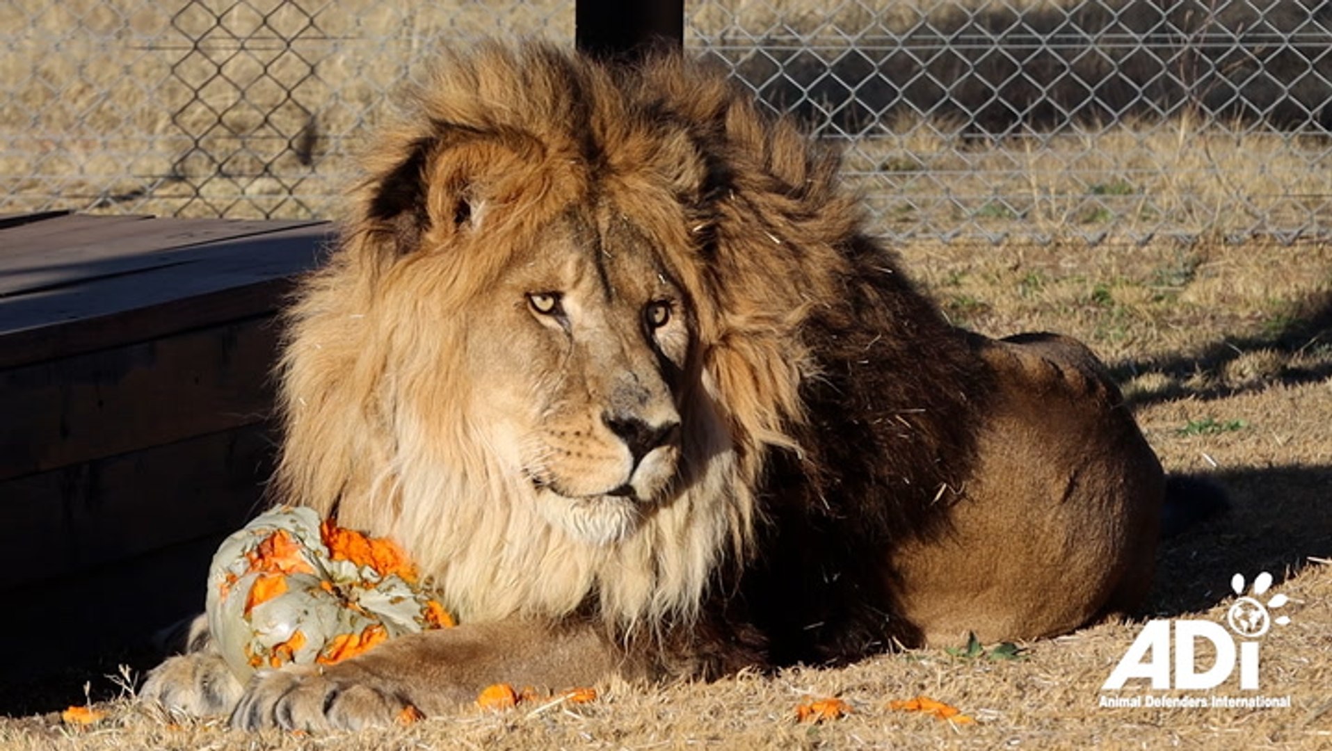 ⁣‘World’s loneliest lion’ returns to natural habitat after being abandoned in zoo for years