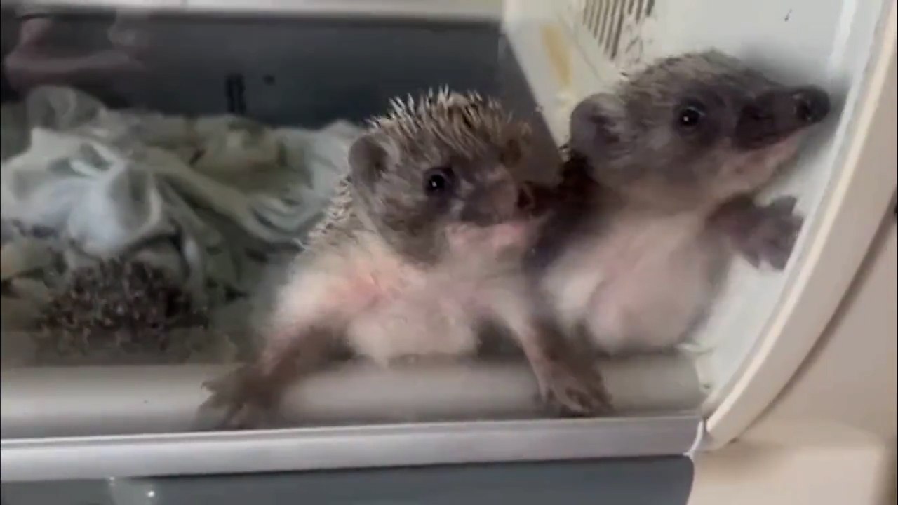 Doğa Koruma ve Milli Parklar Genel Müdürlüğü: Bebek kirpiler doğal ortama hazır