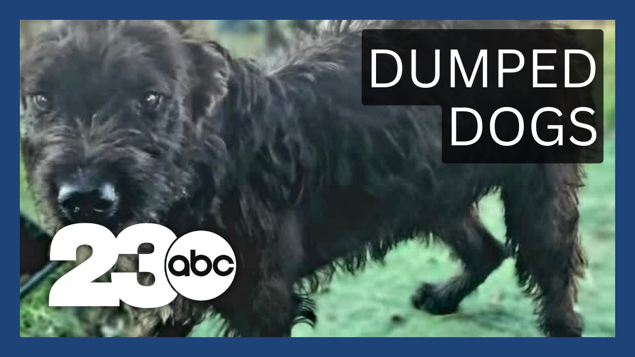 Dogs dumped behind Grocery Outlet to be adopted