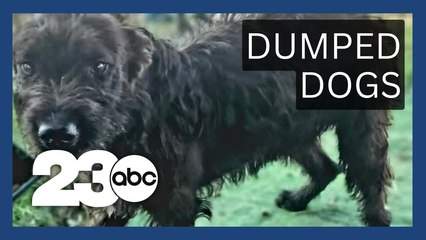 Dogs dumped behind Grocery Outlet to be adopted