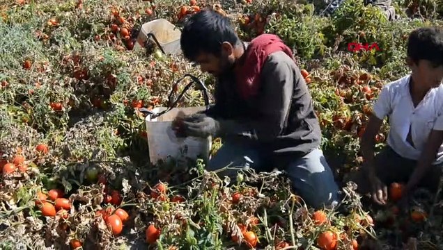 Bitlis'te Kurutmalık Domates İhracatı