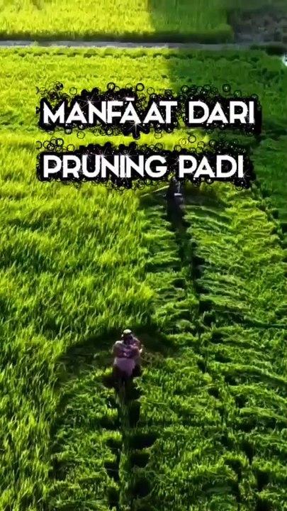 Manfaat dari Pruning _ putong pucuk pada padi #plantation #pruning #ricefarming #rice