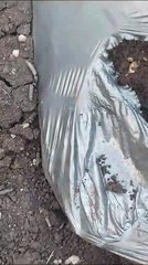 सोयाबीन में तंबाकू इल्ली का कहर