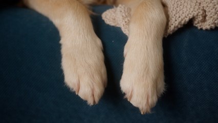 Dog attacks: What you think of Merseyside’s dog bite problem as region tops injury list