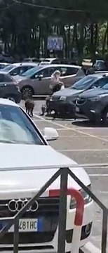 Une famille de sangliers vient voler les courses d'une cliente à la sortie d'un supermarché (Italie)