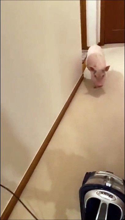Ce cochon de compagnie déteste le bruit de l'aspirateur