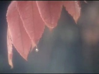 Rim Jhim FR - 1942 A Love Story 🎬