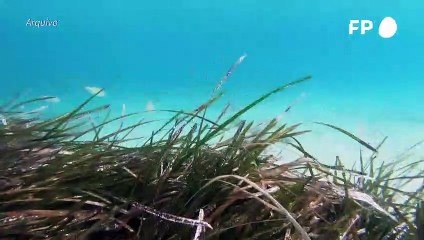 Seis bilhões de toneladas de areia são extraídas dos oceanos todos os anos