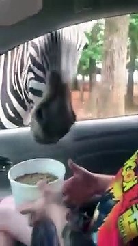 Hungry Zebra Snatches Food Bucket from Safari Visitor PETASTIC