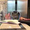 Busy Cat With Human Hands Has No Time To Chill   PETASTIC