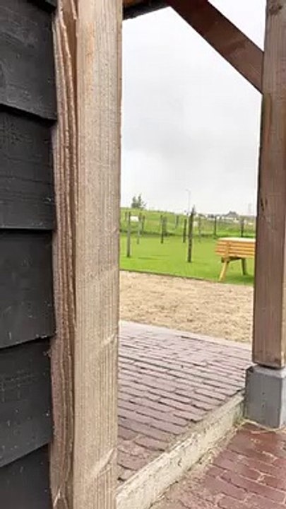 Cute & Funny Alpaca Gets a Swollen Face After Fight   PETASTIC