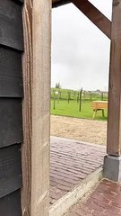 Cute & Funny Alpaca Gets a Swollen Face After Fight   PETASTIC