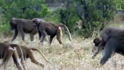Quand 800 babouins se retrouvent, c'est le chaos