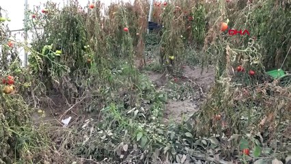 Çanakkale'de Sağanak Yağmur Tarım Araziye Zarar Verdi