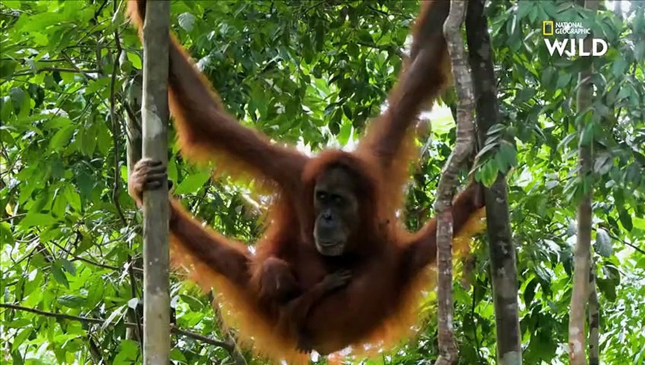 Séance photo avec d'adorables petits orangs-outans   L'ARCHE DES ESPÈCES MENACÉES