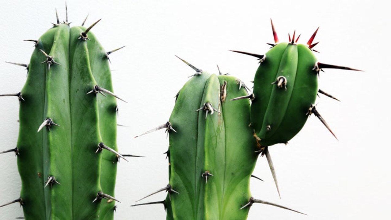 Cactus Plants: How to Grow and Care For These Prickly Greens