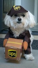 Adorable UPS Delivery Halloween Dog Costume   PETASTIC