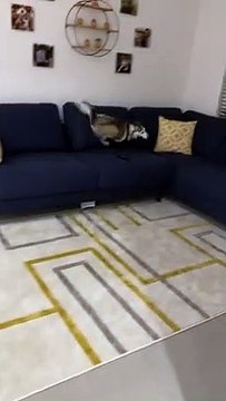 Adorable dog gets ZOOMIES and starts jumping on & off the sofa out of excitement PETASTIC