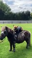 French Bulldog & Mini Horse Wearing Matching Halloween Costumes   PETASTIC