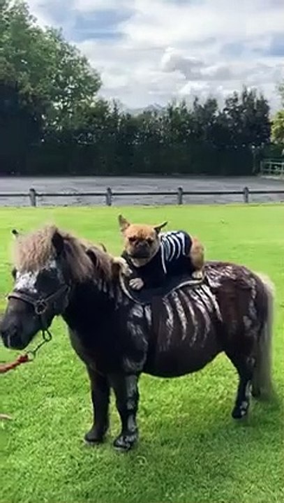 French Bulldog & Mini Horse Wearing Matching Halloween Costumes   PETASTIC