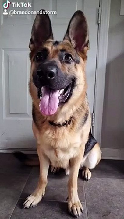 Dog Trying Crazy Halloween Costume   PETASTIC