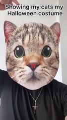 Showing My Cats My Halloween Costume   PETASTIC