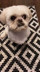 Adorable dog 'malfunctions' after hearing his trigger word   PETASTIC