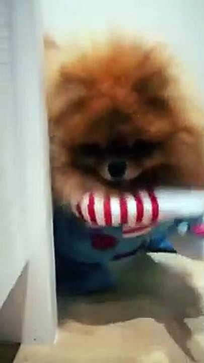 Cute Dog Dresses Up as 'Chucky' for Halloween   PETASTIC