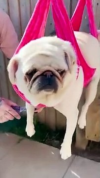 Dog crazily spins around while owner tries to trim its nails PETASTIC