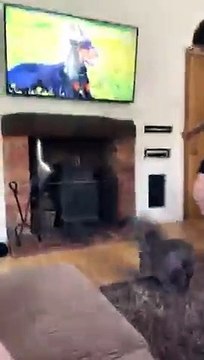 Overexcited dog starts jumping & gets caught mid-air by owner PETASTIC