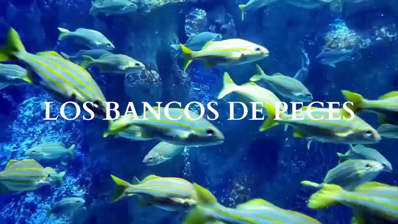 LOS BANCO DE PECES NO TIENEN ATASCOS...