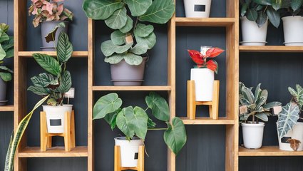 3 Ways to Make Your Plants Look Their Fullest and Most Lush