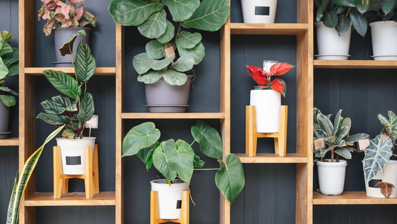 3 Ways to Make Your Plants Look Their Fullest a...